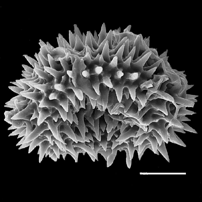 Dryopteridaceae Pleocnemia cumingiana