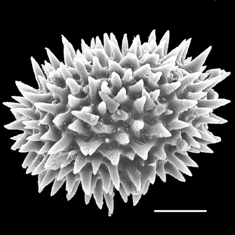 Dryopteridaceae Pleocnemia cumingiana