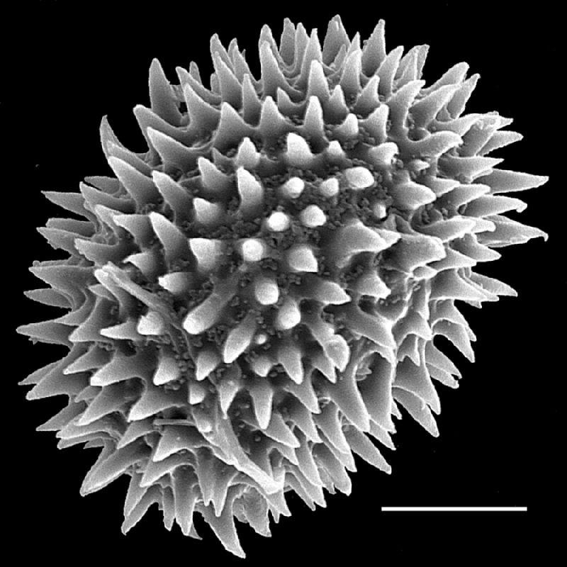 Dryopteridaceae Pleocnemia cumingiana