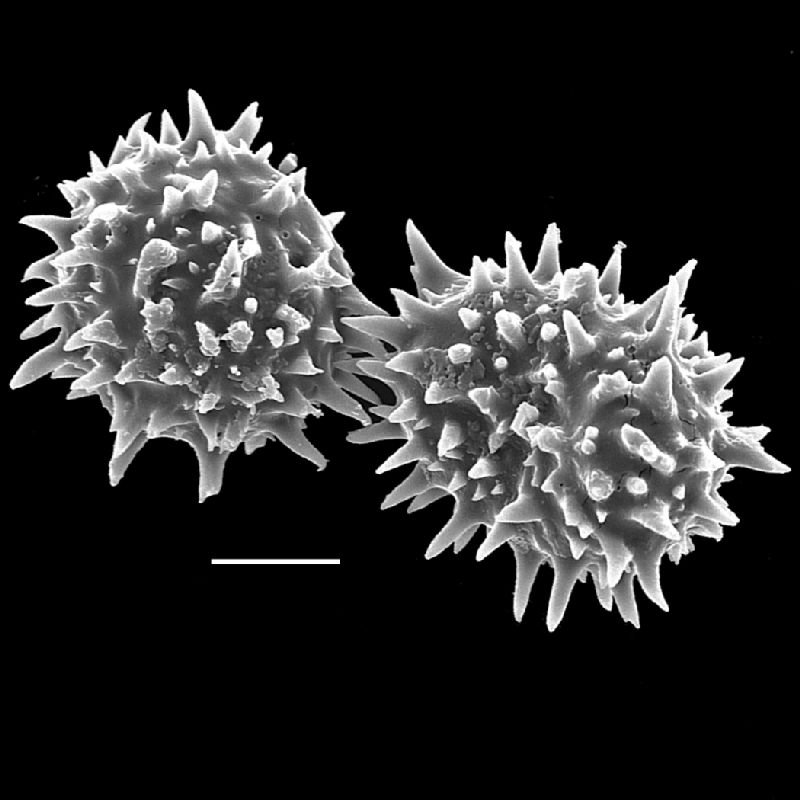Dryopteridaceae Pleocnemia dimidiolobata