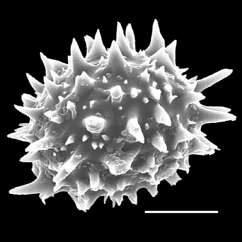 Dryopteridaceae Pleocnemia dimidiolobata