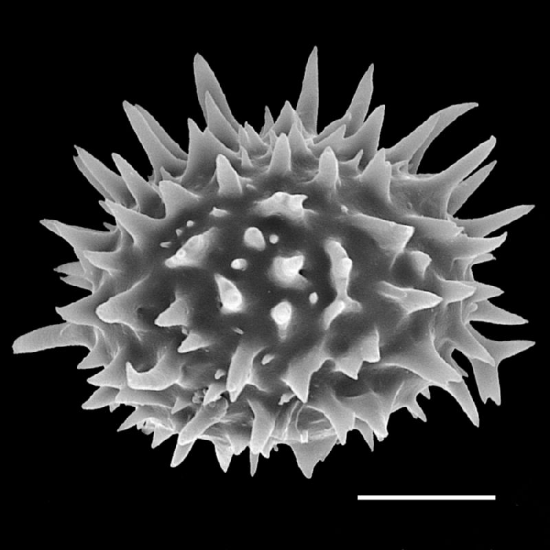 Dryopteridaceae Pleocnemia dimidiolobata