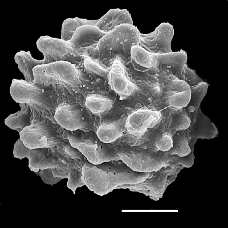 Dryopteridaceae Pleocnemia hemiteliiformis