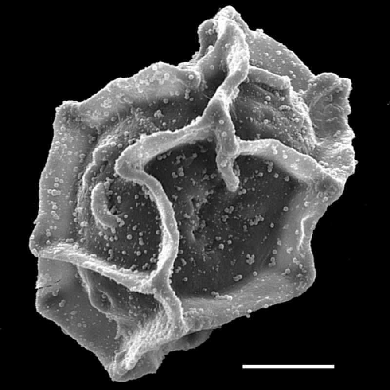 Dryopteridaceae Pleocnemia irregularis