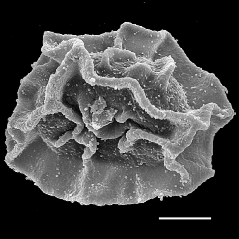 Dryopteridaceae Pleocnemia irregularis