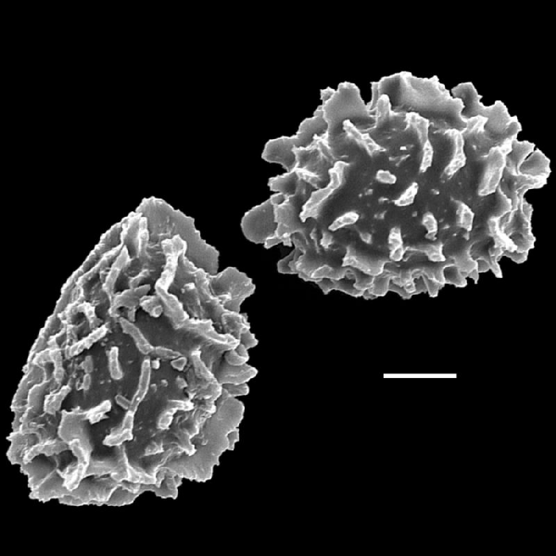 Dryopteridaceae Pleocnemia macrodonta