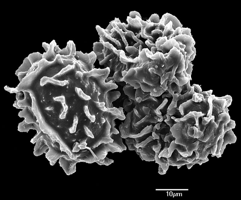Dryopteridaceae Pleocnemia macrodonta