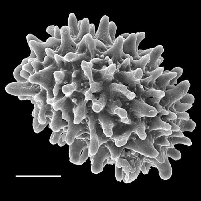 Dryopteridaceae Pleocnemia presliana