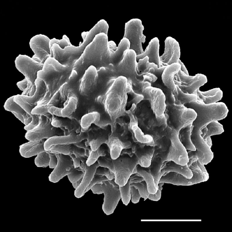 Dryopteridaceae Pleocnemia presliana