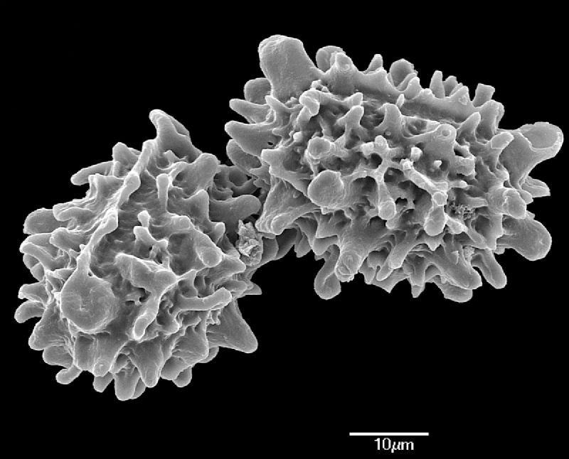 Dryopteridaceae Pleocnemia presliana