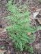 image of Adiantopsis chlorophylla