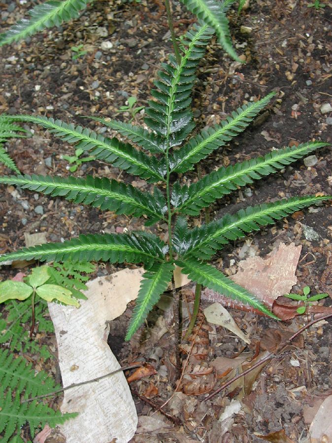 Dryopteridaceae Arachniodes simplicior