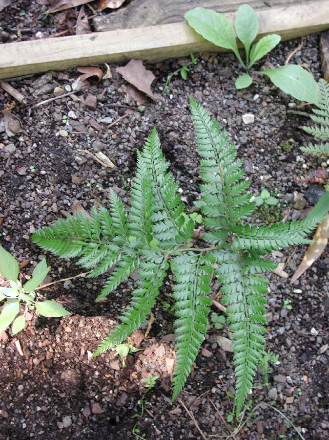 Dryopteridaceae Arachniodes aristata
