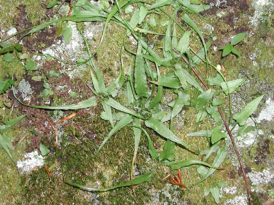 Aspleniaceae Asplenium rhizophyllum
