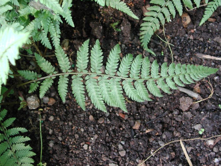 Athyriaceae Anisocampium niponicum