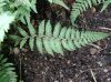 image of Anisocampium niponicum
