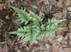 image of Anisocampium niponicum