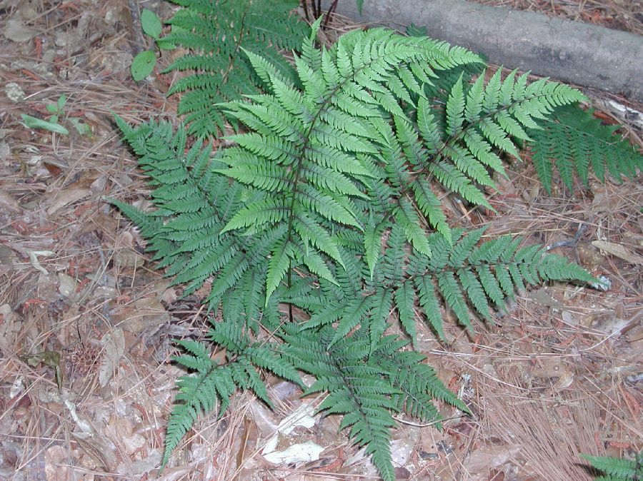 Athyriaceae Athyrium asplenioides
