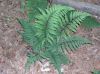 image of Athyrium asplenioides