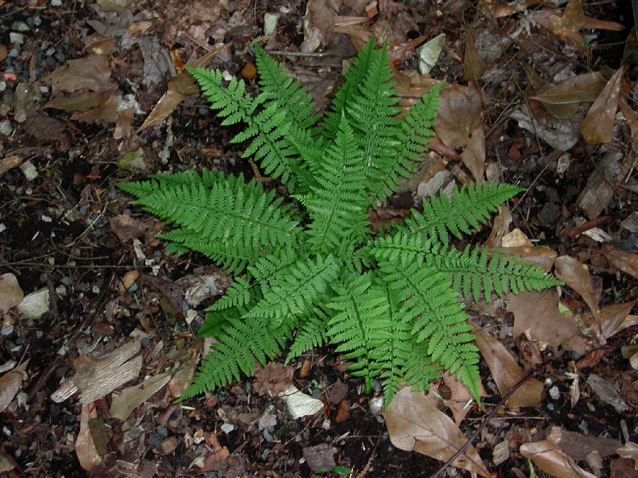 Athyriaceae Athyrium filix-femina