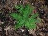 image of Athyrium filix-femina