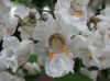 image of Catalpa speciosa