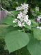 image of Catalpa speciosa