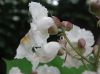 image of Catalpa speciosa