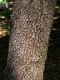 image of Cornus florida