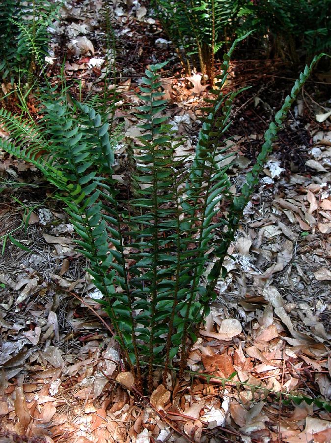 Dryopteridaceae Cyrtomium 