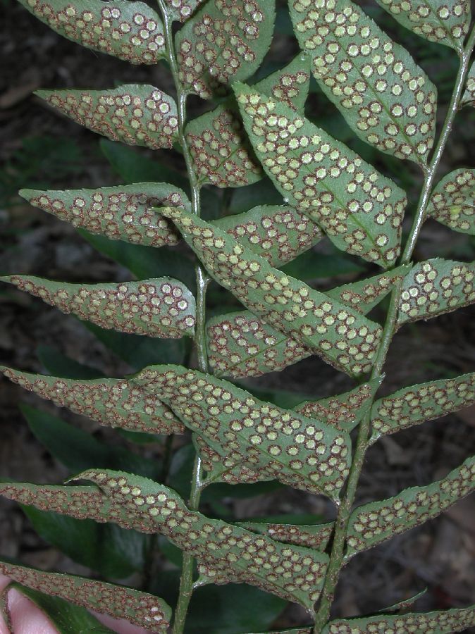 Dryopteridaceae Cyrtomium 