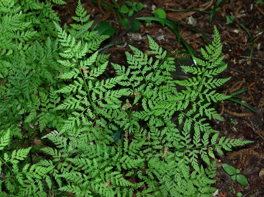 Cystopteridaceae Cystopteris tenuis