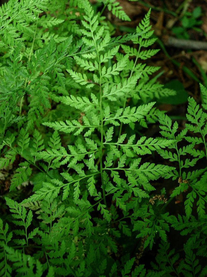 Cystopteridaceae Cystopteris tenuis