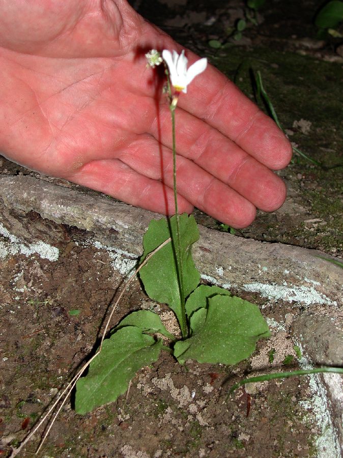Primulaceae Dodecatheon frenchii