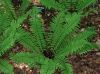 image of Dryopteris polylepis