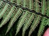 image of Dryopteris polylepis
