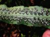 image of Dryopteris sieboldii