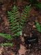 image of Dryopteris villarii