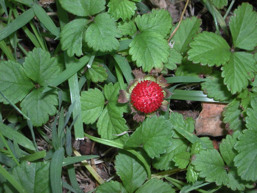 Rosaceae Potentilla indica