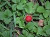 image of Potentilla indica