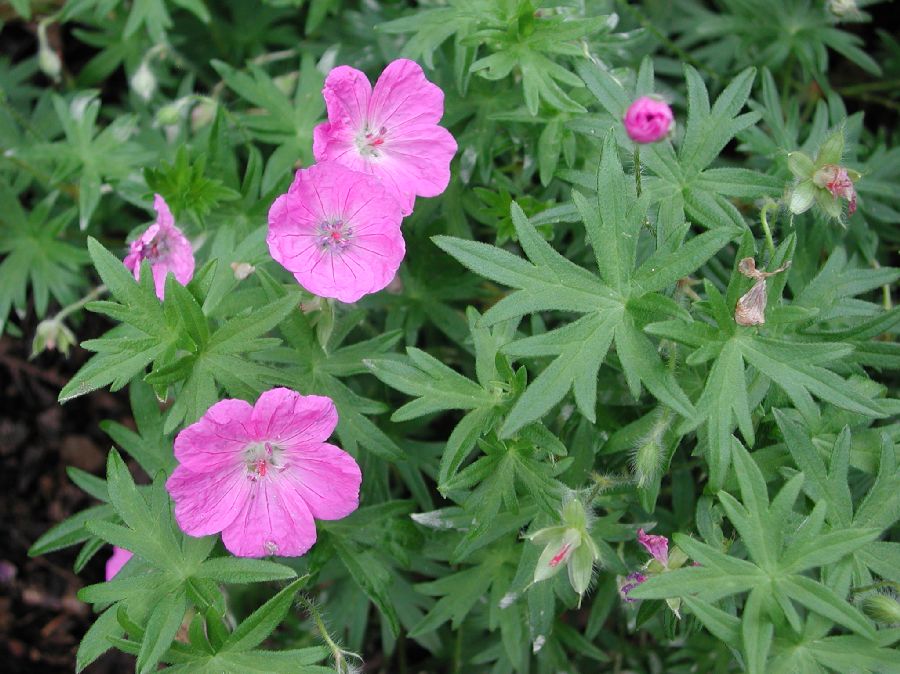 Geraniaceae Geranium 