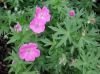 image of Geranium 