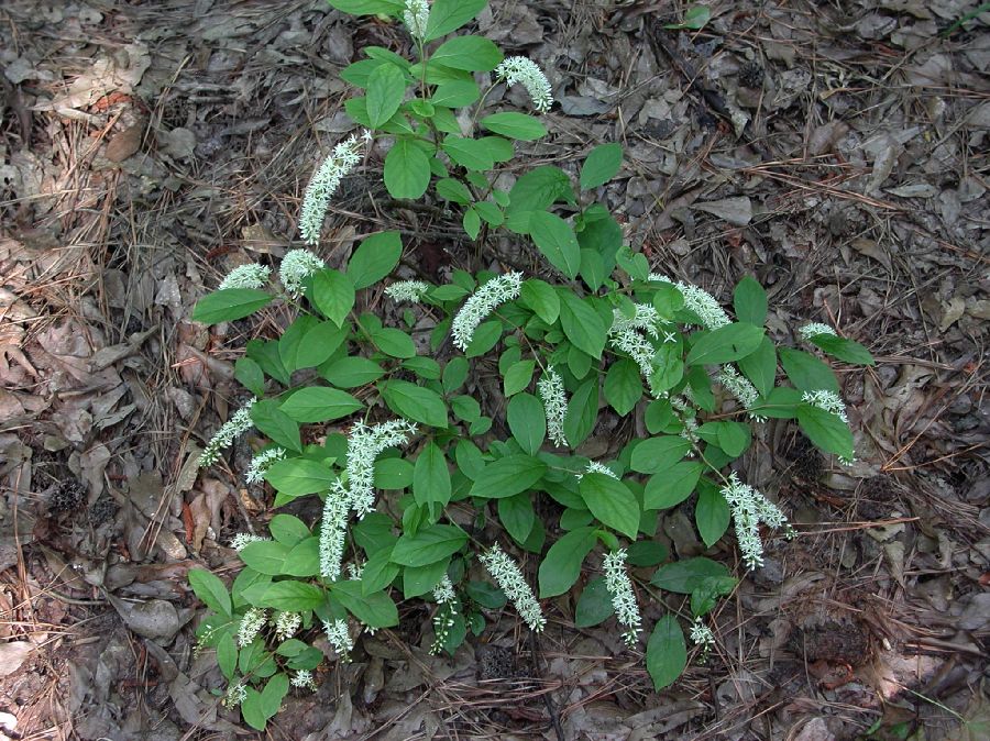 Iteaceae Itea virginica