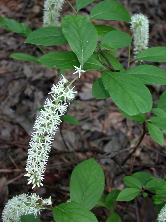 Iteaceae Itea virginica