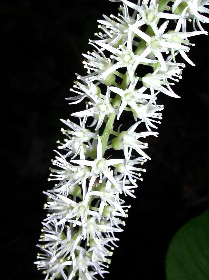 Iteaceae Itea virginica