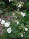 image of Lychnis alba