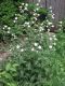 image of Lychnis alba