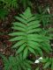 image of Matteuccia orientalis