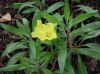 image of Oenothera macrocarpa