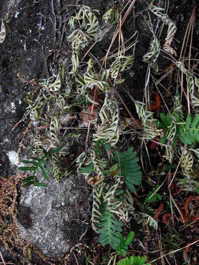 Polypodiaceae Pleopeltis michauxiana
